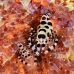 shrimp_coleman_bhr_tam_v_0528_bal6484.jpg